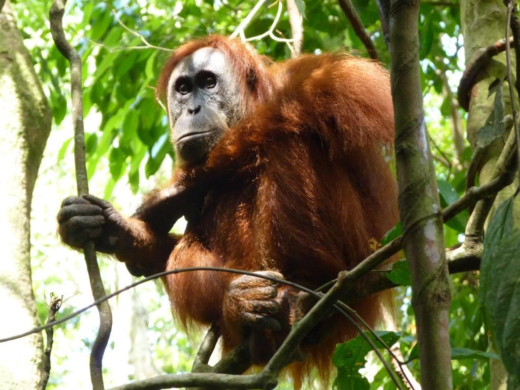Villa Paradise Bukit Lawang Eksteriør bilde